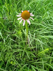 Echinacea atrorubens