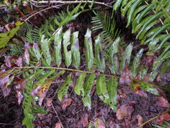 Acrostichum danaeifolium