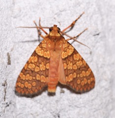 Baritius grandis