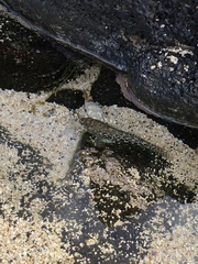 Bathygobius cocosensis