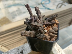 Stapelianthus insignis