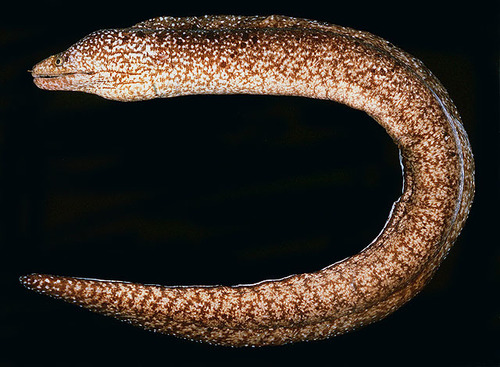 Gymnothorax nasuta