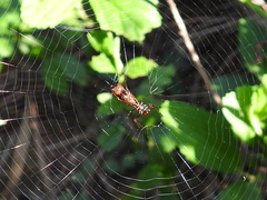 Micrathena swainsoni