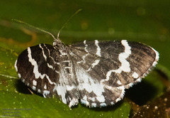 Trichodezia californiata