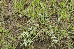 Cymopterus glomeratus