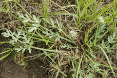 Cymopterus glomeratus