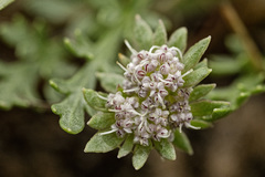 Cymopterus glomeratus