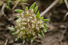 Cymopterus glomeratus