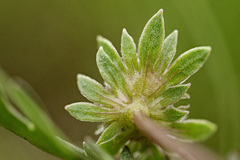 Cymopterus glomeratus