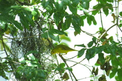Setophaga petechia