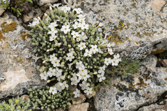 Phlox muscoides
