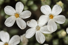 Phlox muscoides