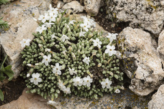 Phlox muscoides