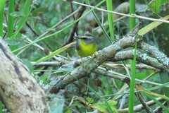 Basileuterus culicivorus