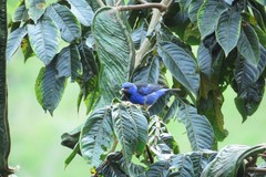 Dacnis cayana