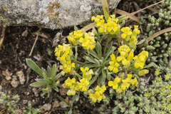 Physaria reediana