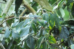 Dacnis cayana