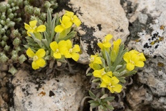 Physaria reediana