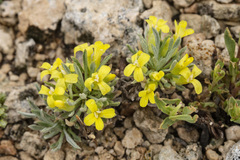Physaria reediana
