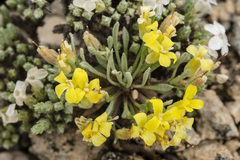 Physaria reediana