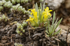 Physaria reediana