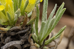 Physaria reediana