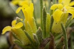 Physaria reediana