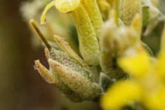 Physaria reediana