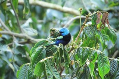 Stilpnia cyanicollis