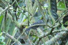 Thamnophilus multistriatus