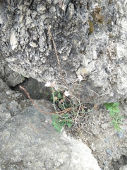 Asphodelus fistulosus