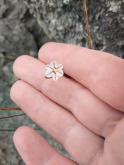 Asphodelus fistulosus