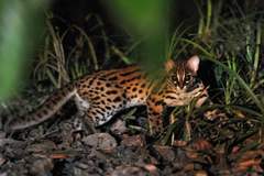 Prionailurus javanensis