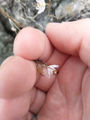 Asphodelus fistulosus