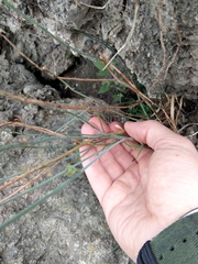 Asphodelus fistulosus