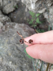 Asphodelus fistulosus