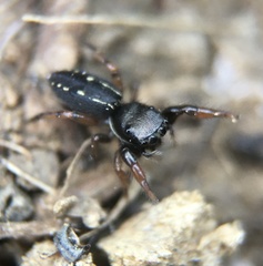 Metacyrba taeniola similis