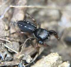 Metacyrba taeniola similis