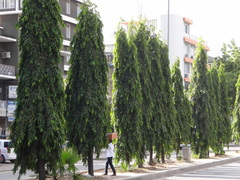 Monoon longifolium