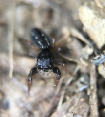 Metacyrba taeniola similis