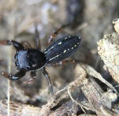 Metacyrba taeniola similis