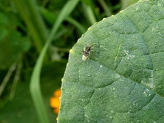 Pycnoderes