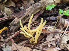 Clavaria amoenoides