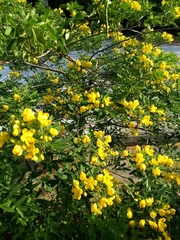 Senna corymbosa