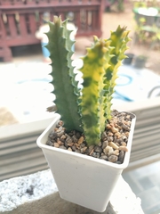 Huernia zebrina
