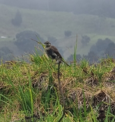 Anthus novaeseelandiae