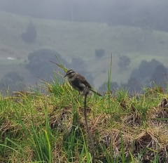 Anthus novaeseelandiae