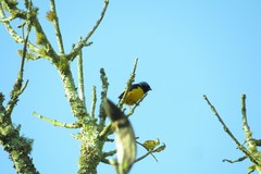 Chlorophonia cyanocephala