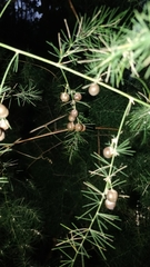 Asparagus umbellatus subsp. lowei image