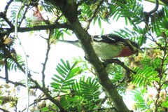 Pheucticus ludovicianus